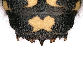   Indanthidium crenulaticauda  male T7 apical margin denticulate, photo: C. Ritner 
